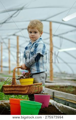 Home Orangery. Little Boy Hold Floral Basket In Home. Small Baby Boy Working In Home Orangery. Home 