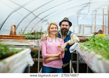Polycarbonate Greenhouse. Polycarbonate Material For Greenhouse. Polycarbonate Greenhouse Industry. 