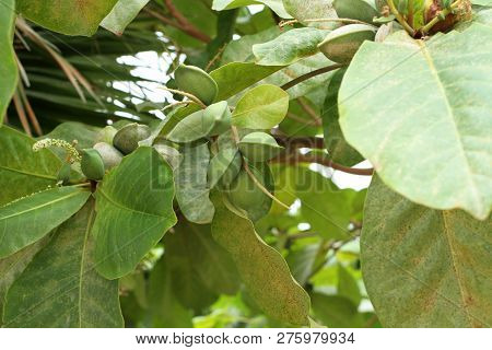 Green Color Unripe Indian Almond Fruits On The Tree (tropical Almond, Combretaceae). Leaves For Aqua