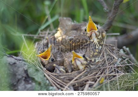 Fledglings Of The Song Thrush (turdus Philomelos) In Its Nest Are Waiting For Food. Fauna Of Ukraine