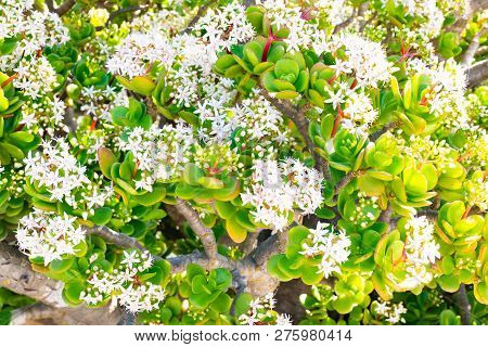 Flowering Crassula Or Money Tree Lanzarote Canary Islands, Spain.