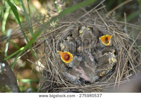 Newborn Baby Birds In The Nest Of The Song Thrush (turdus Philomelos) Are Asking For Food. Fauna Of 