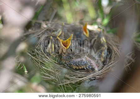 Baby Bird Of The Song Thrush (turdus Philomelos) Asking For Food. Fauna Of Ukraine. (shallow Depth O