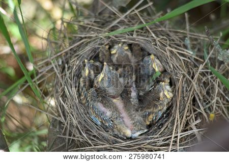 Five Baby Birds Of The Song Thrush (turdus Philomelos) In The Nest In Their Natural Habitat. Fauna O
