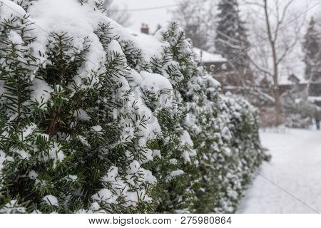 Streets And Trees Covered With Snow During Winter Snow Storm In Toronto In February