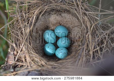 The Nest Of The Song Thrush (turdus Philomelos). Five Turquoise Speckled Eggs In The Nest Of The Son