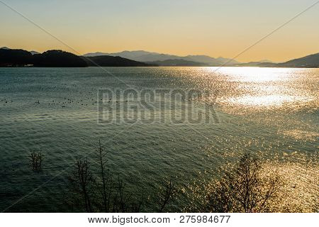 Flock Of American Koots Swimming As Sunshine Glimmers On Yedang Reservoir During Golden Hour With Mo