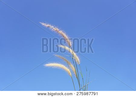 Close Up Pennisetum Pedicellatum Flower In Nature Garden