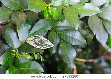 Green Orange Jessamine Leaf Disease From Insect