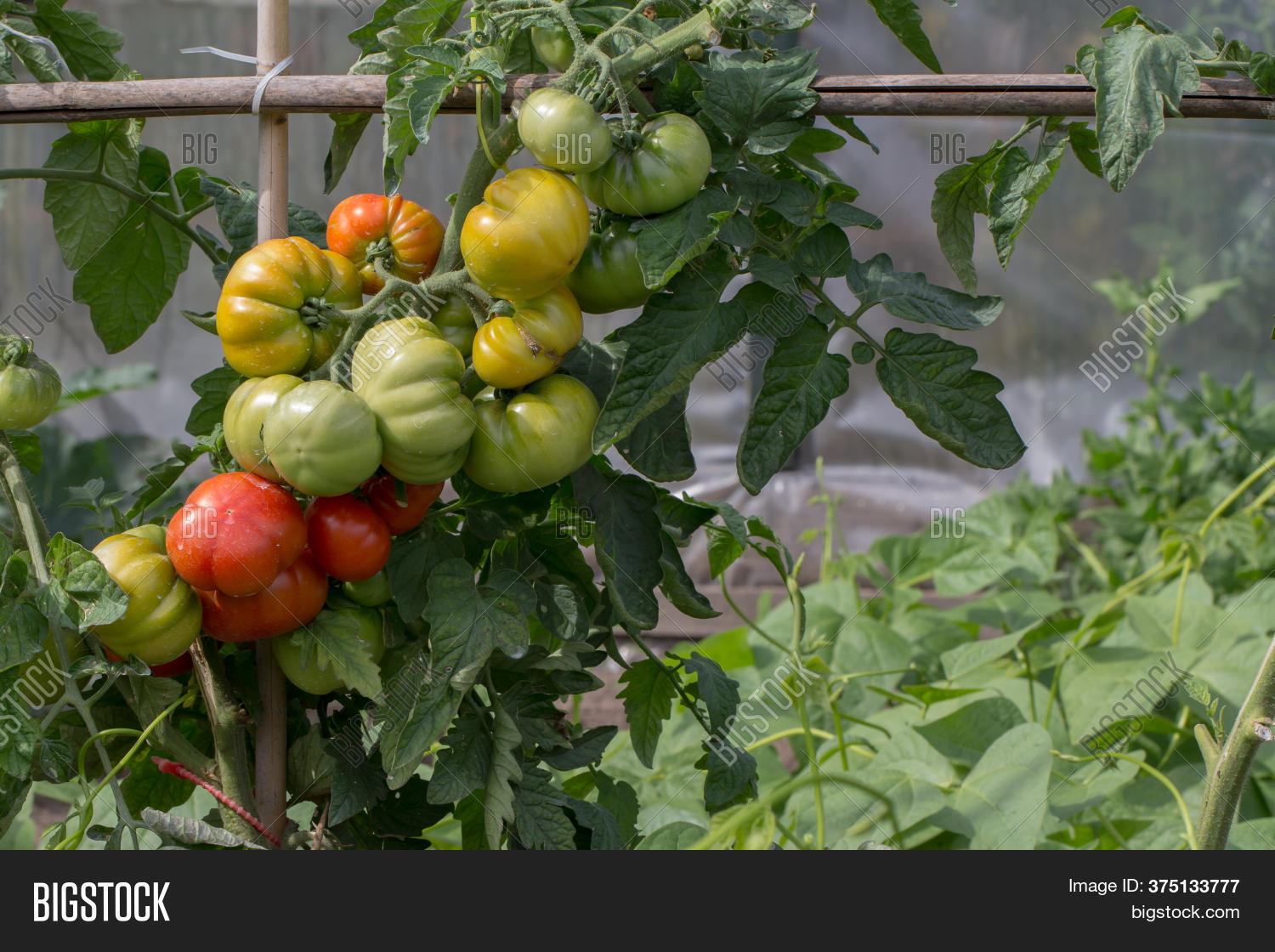 Fresh Tomatoes Beans Image & Photo (Free Trial) Bigstock