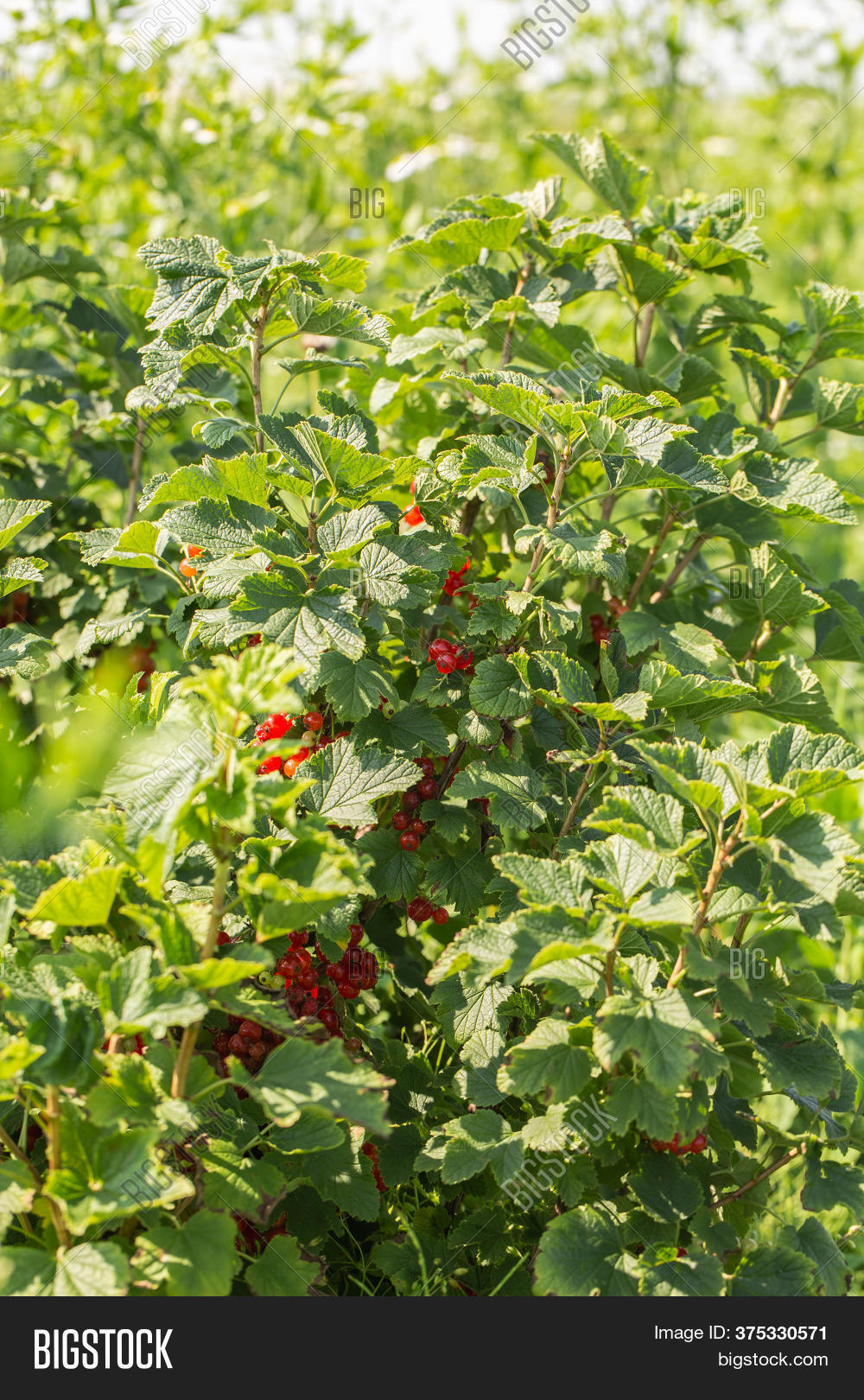 Red Currants On Bush Image & Photo (Free Trial) Bigstock