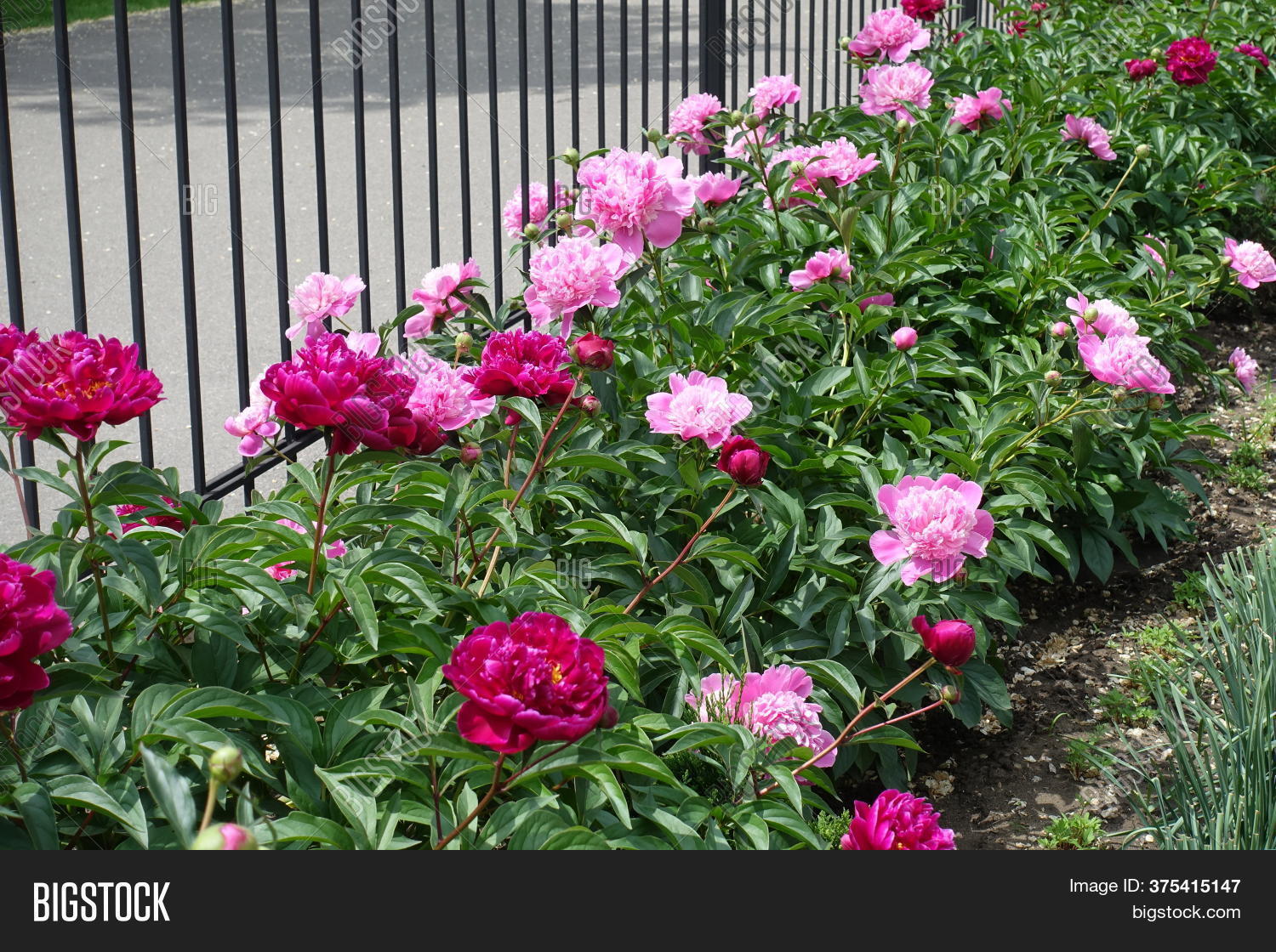 Pink Crimson Flowers Image & Photo (Free Trial) Bigstock