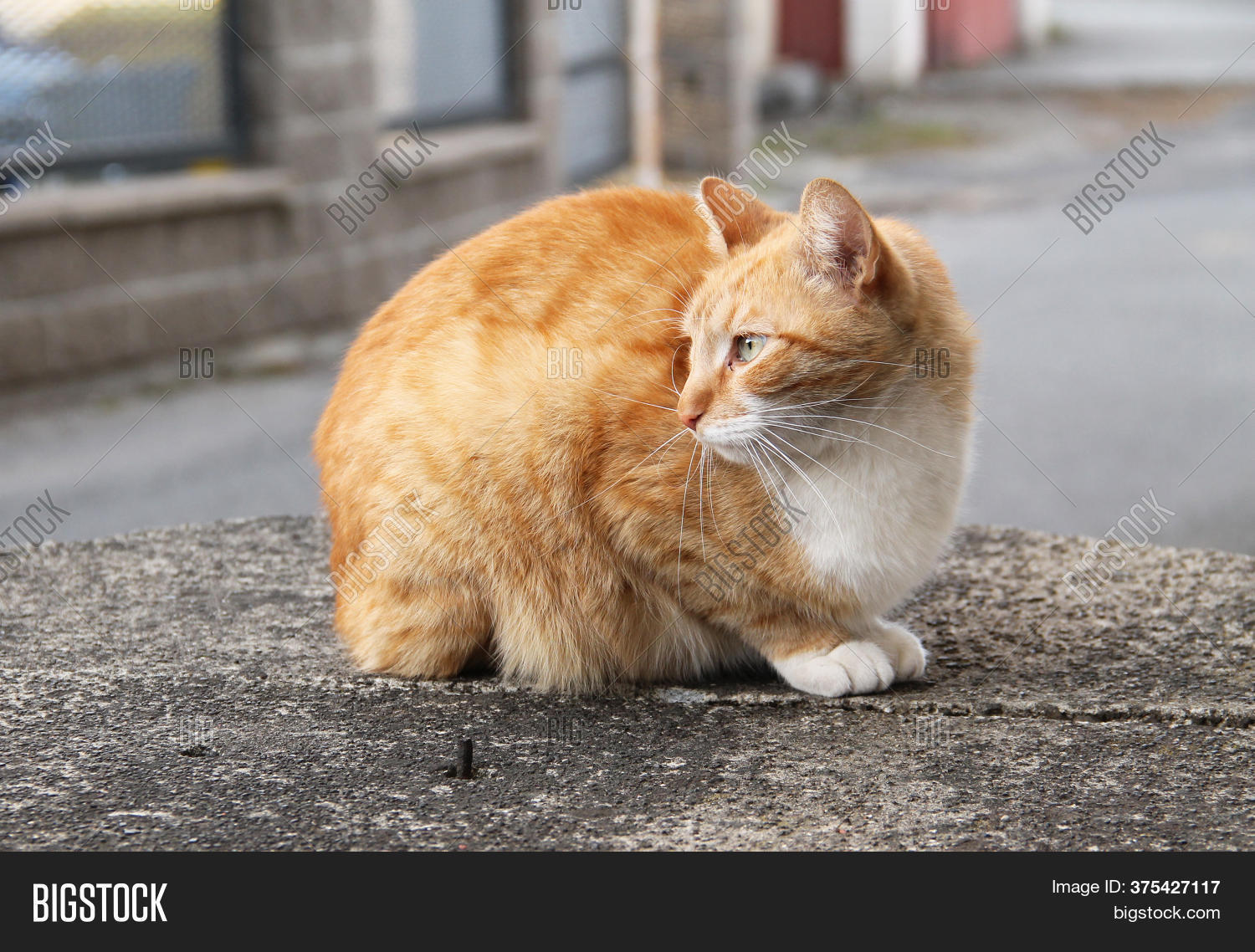 Cute Ginger Cat White Image & Photo (Free Trial) Bigstock
