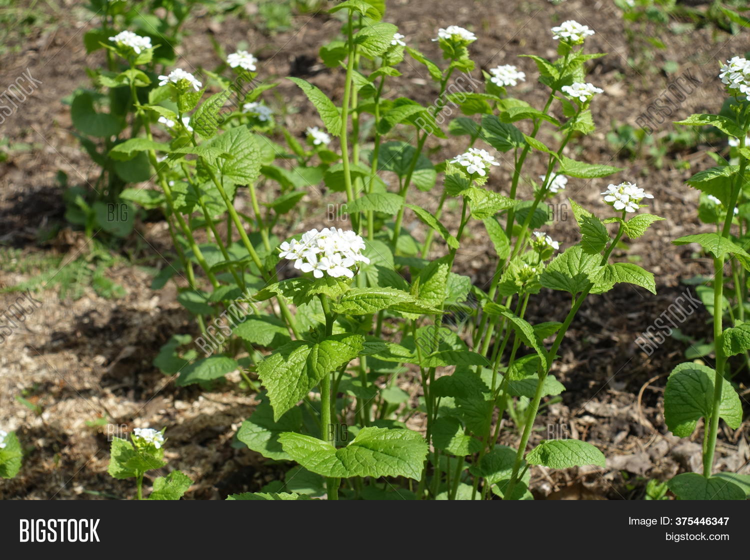 Clusters White Flowers Image & Photo (Free Trial) Bigstock