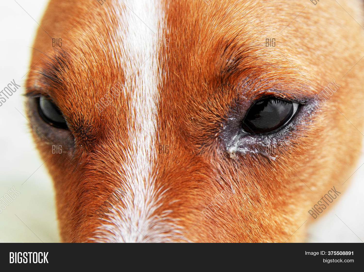 Dog Eyes Infection Image & Photo (Free Trial) Bigstock