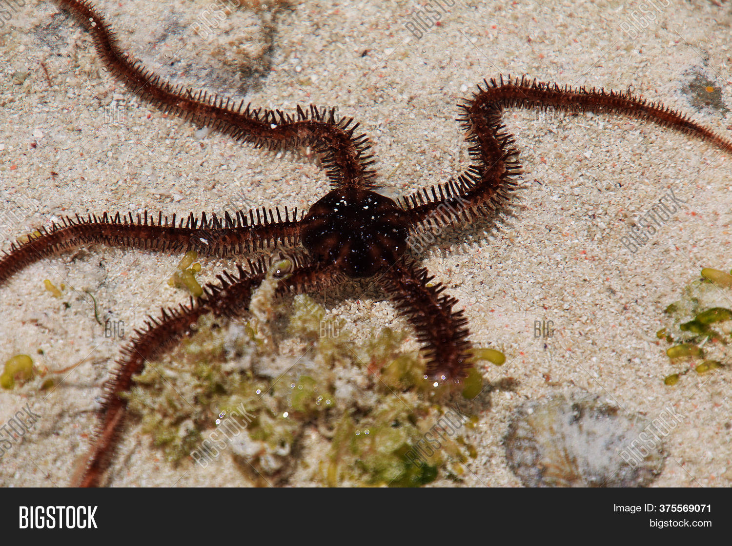 Octopus, Starfish Low Image & Photo (Free Trial) Bigstock