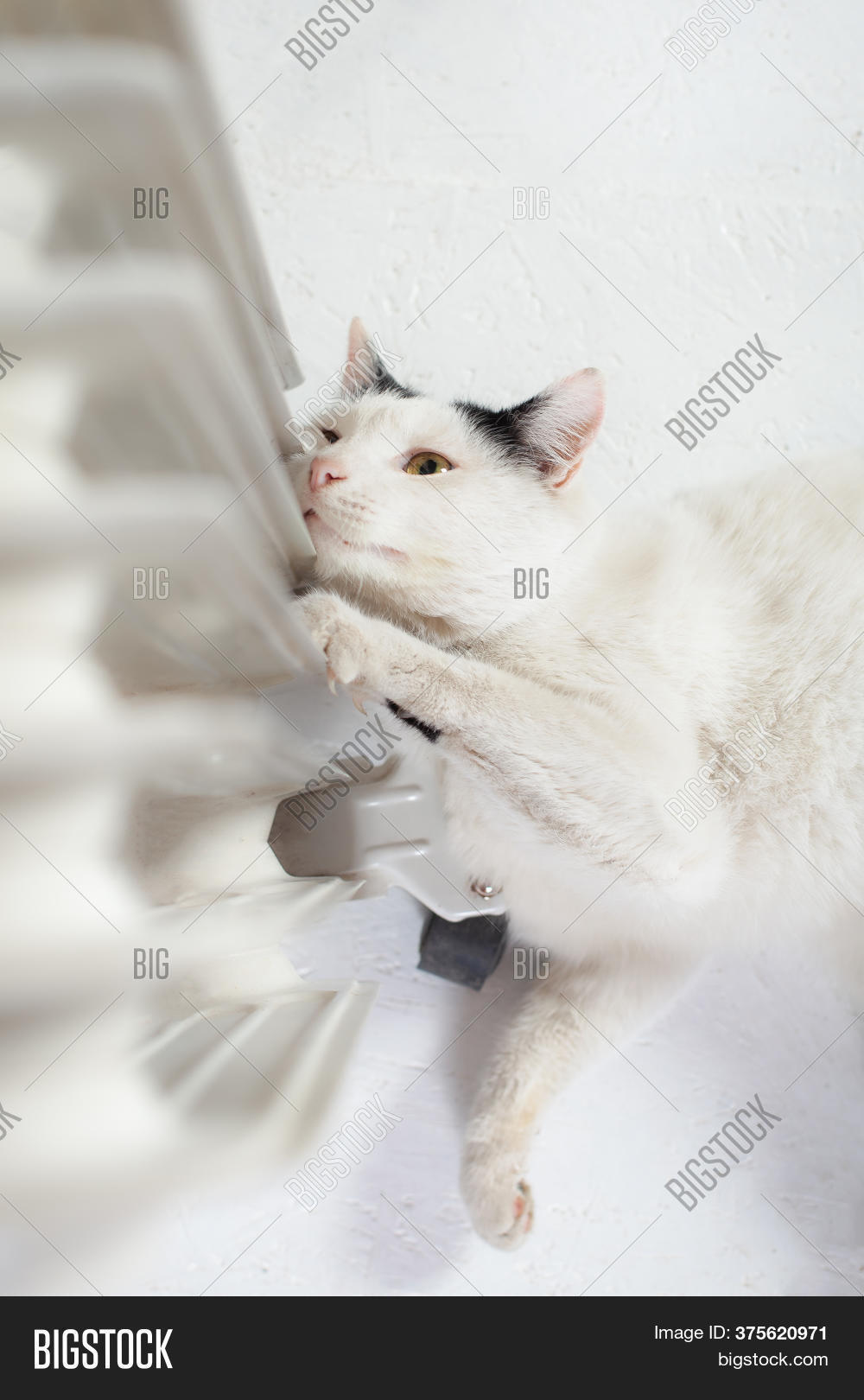 Cat Warming Near Image & Photo (Free Trial) Bigstock