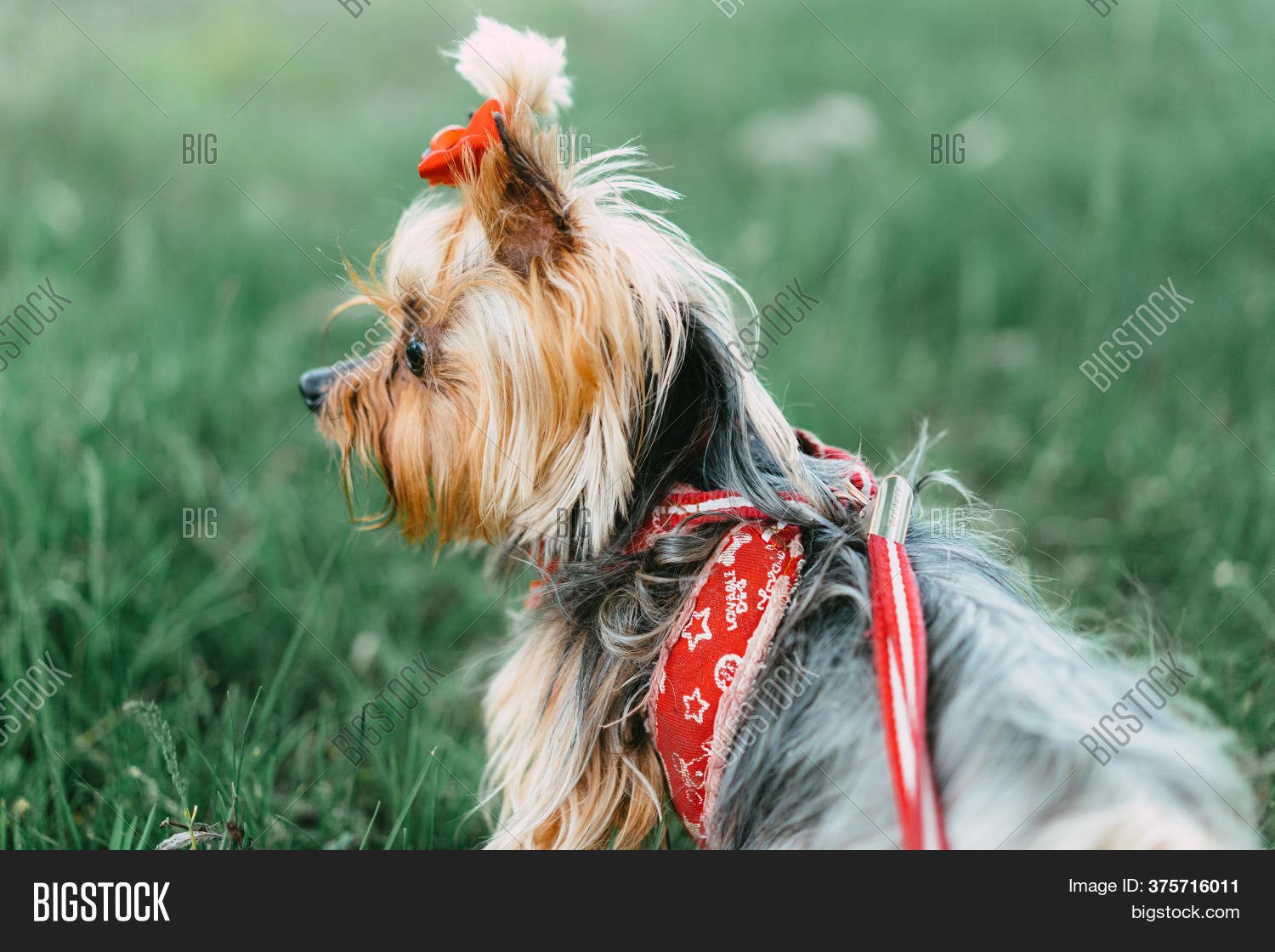 Yorkshire Terrier On Image & Photo (Free Trial) Bigstock