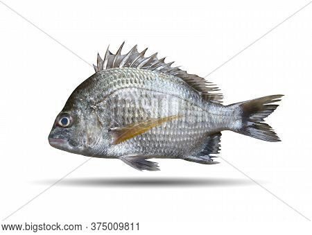 Picnic Seabream Or Sparidae Fish Isolated On White Background And Have Clipping Paths.