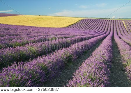 Meadow of lavender and wheet at day. Nature landscape.