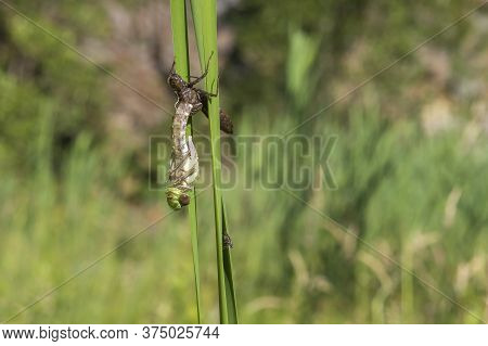 Dragonfly - Odonata On A Blade Of Grass Hatches From A Pupa. In The Background Is A Meadow With A Bl