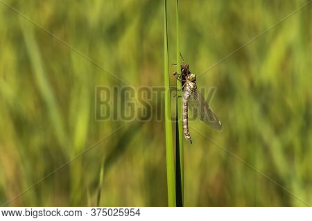 Dragonfly - Odonata On A Blade Of Grass Hatches From A Pupa. In The Background Is A Meadow With A Bl
