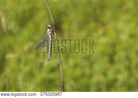 Dragonfly - Odonata On A Blade Of Grass Hatches From A Pupa. In The Background Is A Meadow With A Bl