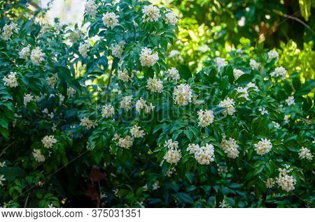 Orange Jasmine, White Orange Jasmine Flower With Green Leaves Blooming On Tree In The Garden. White 