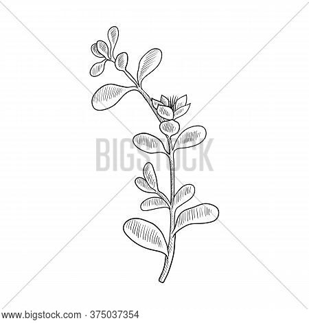 Vector Drawing Shoreline Purslane, Sesuvium Portulacastrum , Hand Drawn Illustration Of Medicinal Pl