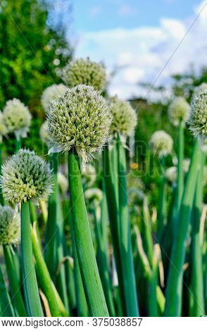 Blooming Welsh Onion In The Vegetable Garden, Allium Fistulosum Close-up