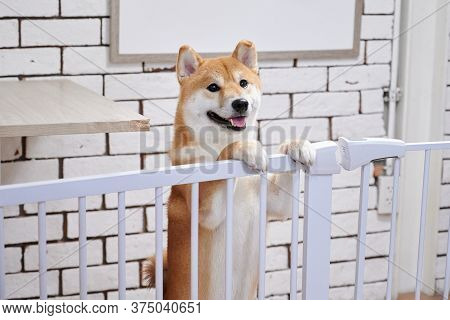 A Chiba Dog Smiling