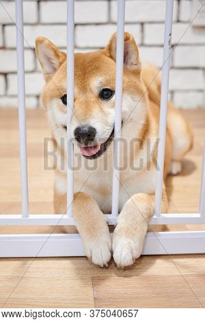 A Chiba Dog Smiling