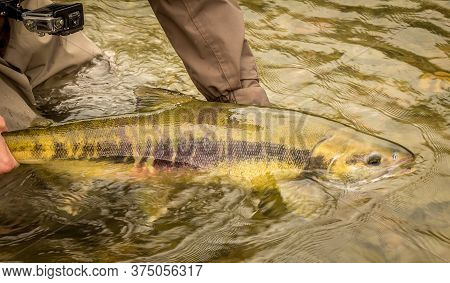 A Green And Yellow Coloured Chum Salmon, About To Be Released Back Into The River By A Fisherman.