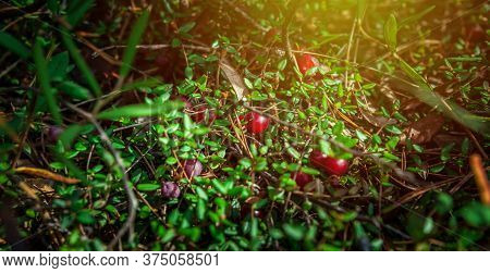 Fresh Wild Cranberry In Sunny Day Growing In Natural Conditions, Late Summer Or Autumn Forest. Close