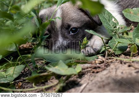 The Little Dog Sits On The Ground In The Thick Green Grass And Looks Carefully With Smart Eyes. Pooc