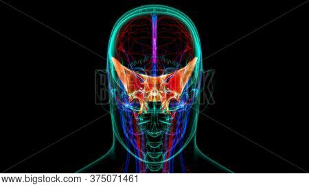 Human Skeleton Skull Sphenoid Bone Anatomy For Medical Concept 3d Illustration