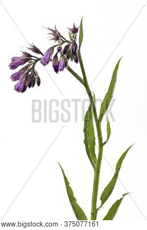 Healthy Comfrey Flowers With Leaves (symphytum Officinale) On White Background. Comfrey Is Used In O