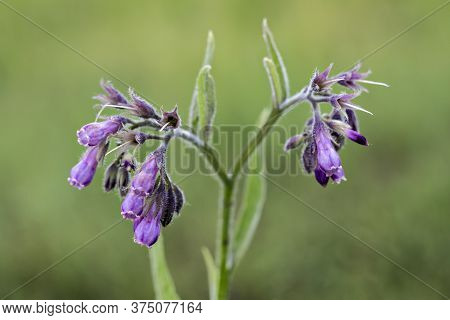 Healthy Comfrey Flowers With Leaves (symphytum Officinale) In The Natural Environment. Comfrey Is Us
