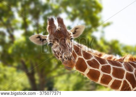 Giraffe In Front Of Green Trees, Looking Directly At The Camera. Close-up With With Copy Space.