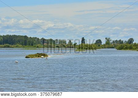 Flamingoes In The Isola Della Cona Wetland Nature Reserve In Friuli-venezia Giulia, North East Italy