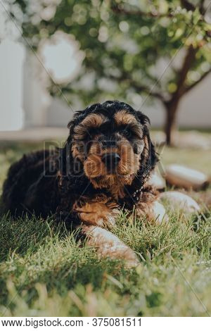 Portrait Of A Two Month Old Cockapoo Puppy Relaxing On A Grass In The Garden, Looking At The Camera,