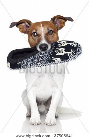 Boca de chinelo de cão