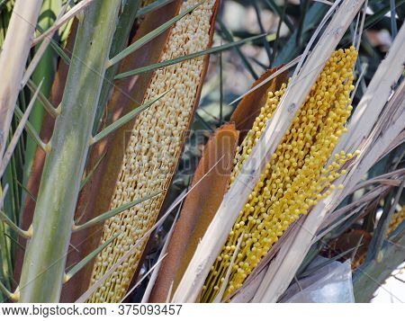 The Female Flowers Of Date Palm Covered In Spathe Borne In A Cluster