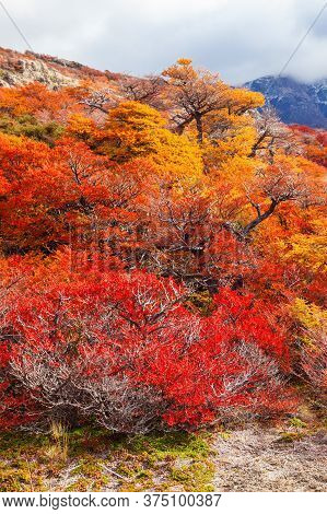 Golden Forest Trees Near The Fitz Roy In Autumn. Fitz Roy Is A Mountain Located Near El Chalten In T