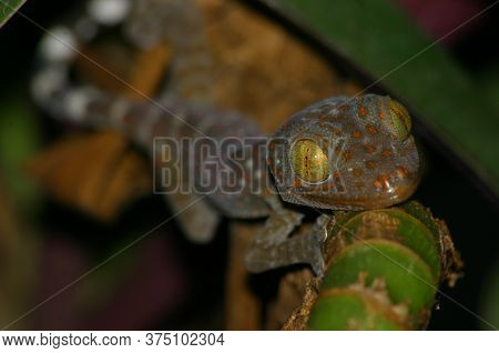 Beautiful Gecko Eyes, Her Beautiful Eyes Look At You