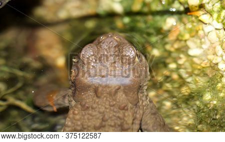 A Common Burro Bufo At The Edge Of A Pond.