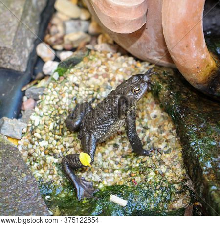 A Common Burro Bufo At The Edge Of A Pond.