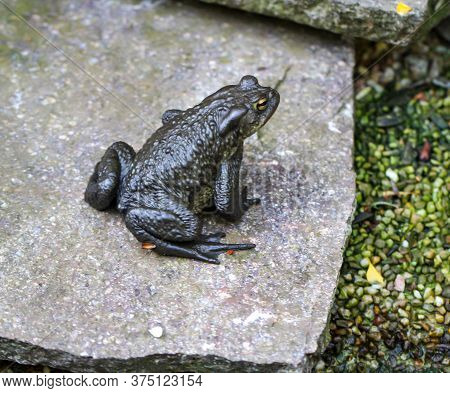 A Common Burro Bufo At The Edge Of A Pond.