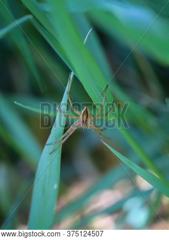 A Close-up Of A Spider Hiding In The Deep Grass.
