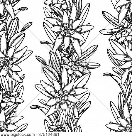 Seamless Pattern Of Graphic Edelweiss Flowers And Leaves.